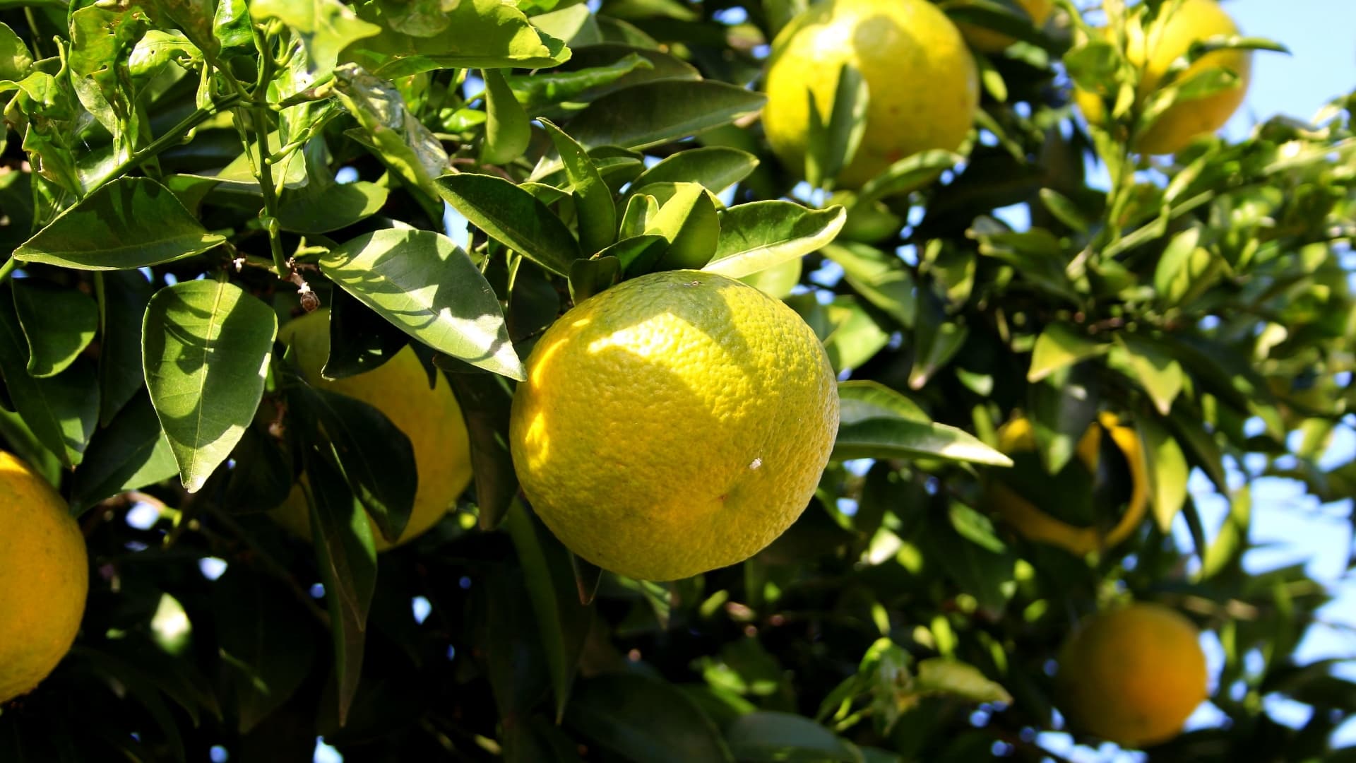 柑橘の加工も行うみかん農園での業務用生ゴミ処理機GomiMagic使用事例へ